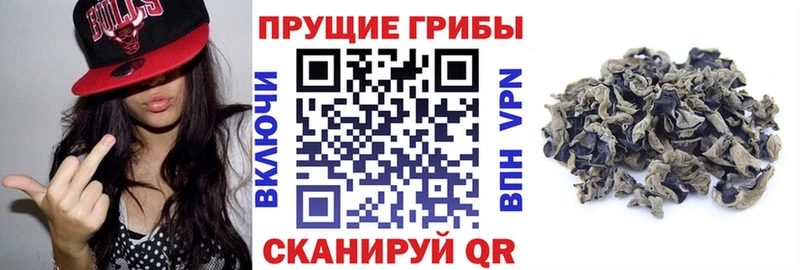 Псилоцибиновые грибы мицелий  Купить  Тулун 